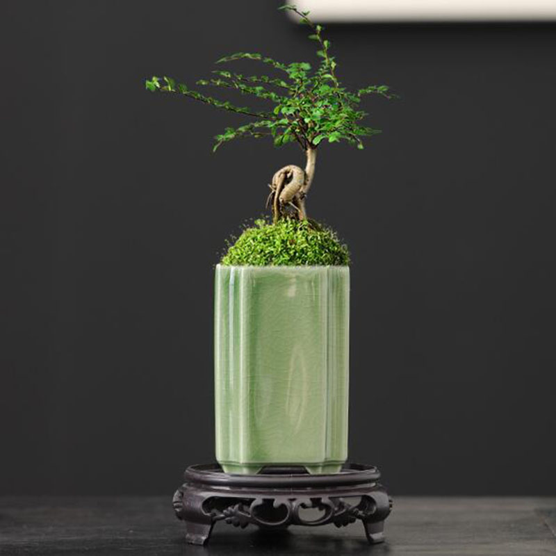 Quadratischer Seladon-verglast – Bonsai Garden Art Bewertung und Preis